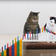 Illustration for article titled Just 3 full minutes of cats and dominoes
